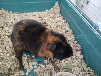 Rescue Guinea Pig Guinea Pigs for Adoption in Newburgh, New York - Leslie | PetCurious